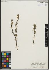 Foto von Salix repens subsp. repens L.